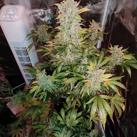 Banana Kush Cake Automatic growlog timeline photo