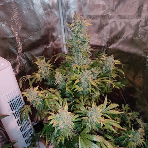 Banana Kush Cake Automatic growlog timeline photo