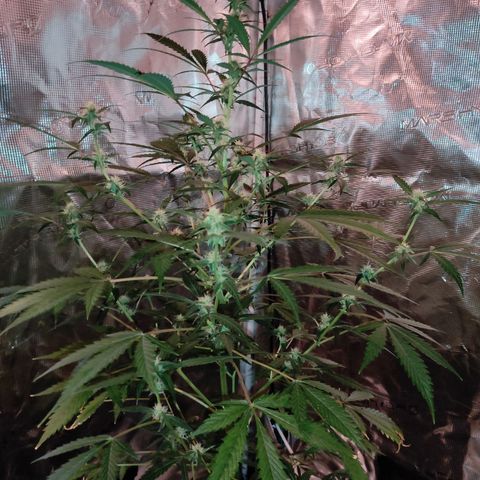 Purple Skunk auto growlog timeline photo