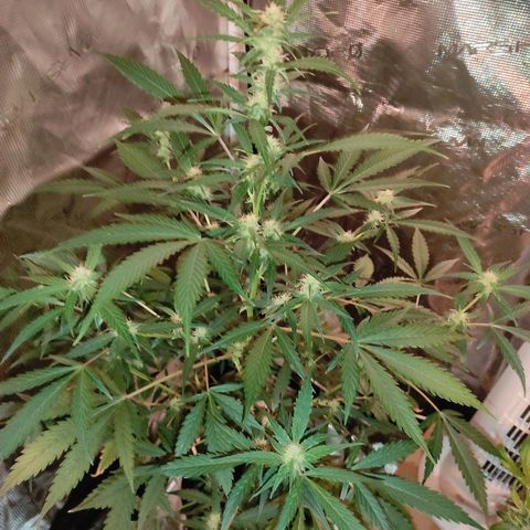 Purple Skunk auto growlog timeline photo