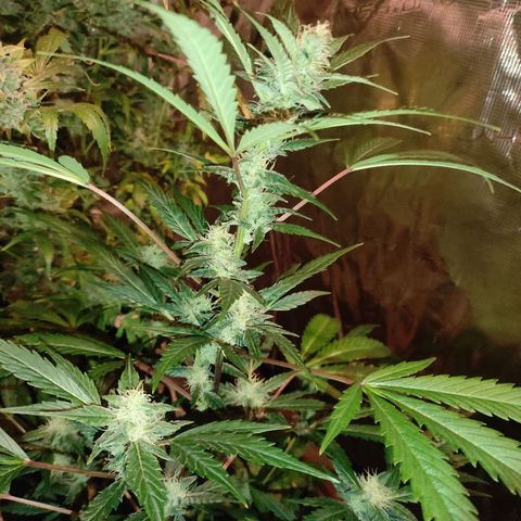 Stichy orange XXL growlog timeline photo