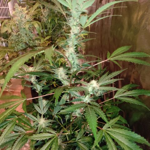 Stichy orange XXL growlog timeline photo