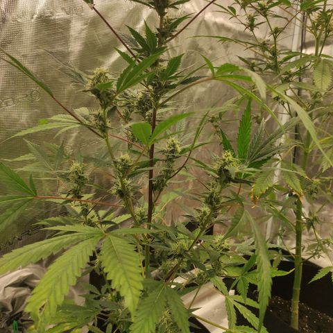 Stichy orange XXL growlog timeline photo