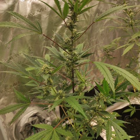 Stichy orange XXL growlog timeline photo