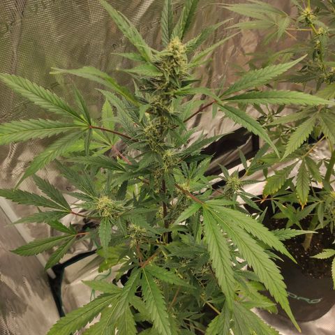 Stichy orange XXL growlog timeline photo
