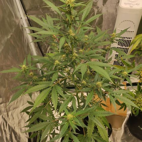 Purple Skunk auto growlog timeline photo