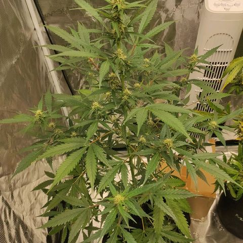 Purple Skunk auto growlog timeline photo