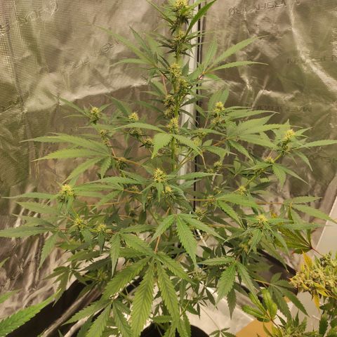 Purple Skunk auto growlog timeline photo