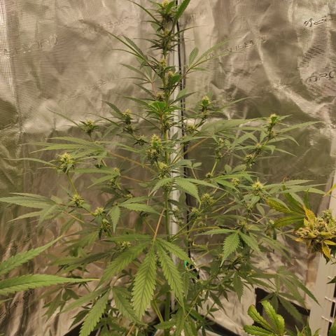 Purple Skunk auto growlog timeline photo
