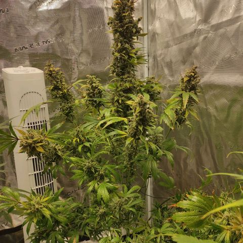 Banana Kush Cake Automatic growlog timeline photo