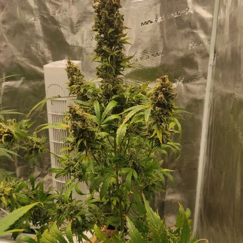 Banana Kush Cake Automatic growlog timeline photo