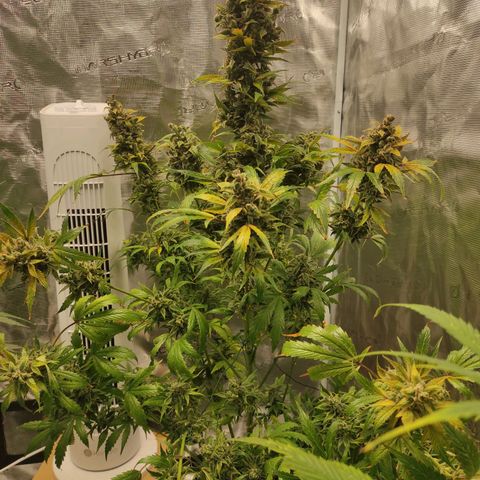 Banana Kush Cake Automatic growlog timeline photo