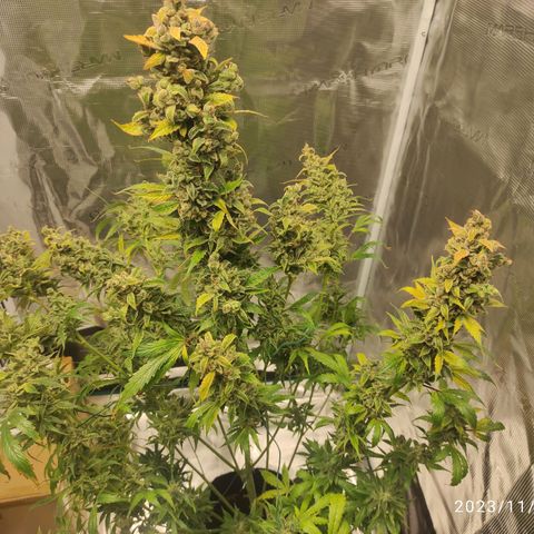 Banana Kush Cake Automatic growlog timeline photo
