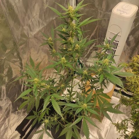 Purple Skunk auto growlog timeline photo