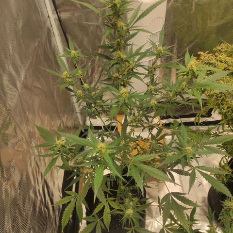 Purple Skunk auto growlog timeline photo