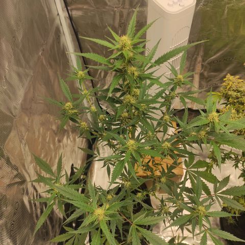 Purple Skunk auto growlog timeline photo