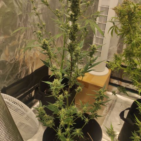Stichy orange XXL growlog timeline photo