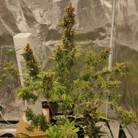Banana Kush Cake Automatic growlog timeline photo
