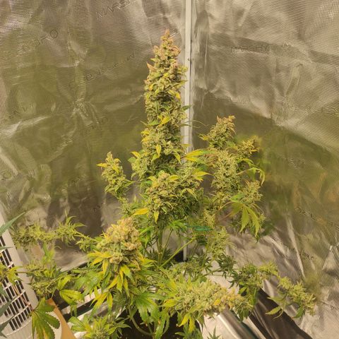 Banana Kush Cake Automatic growlog timeline photo