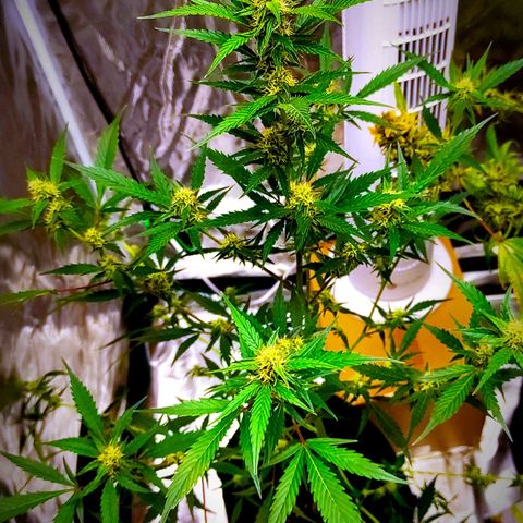 Purple Skunk auto growlog timeline photo