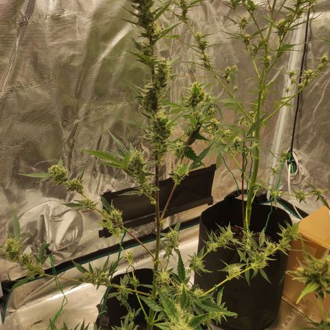 Stichy orange XXL growlog timeline photo