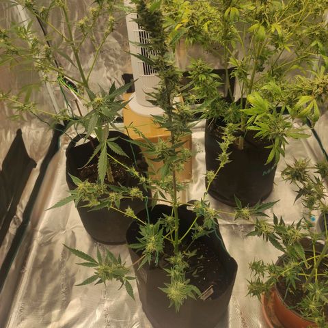 Stichy orange XXL growlog timeline photo