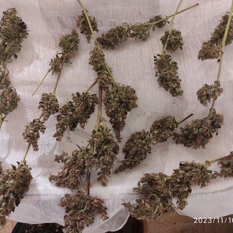 Master Kush Automatic growlog timeline photo