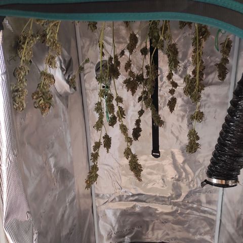 Master Kush Automatic growlog timeline photo
