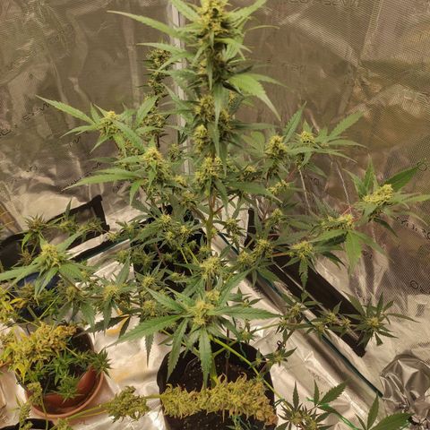 Purple Skunk auto growlog timeline photo