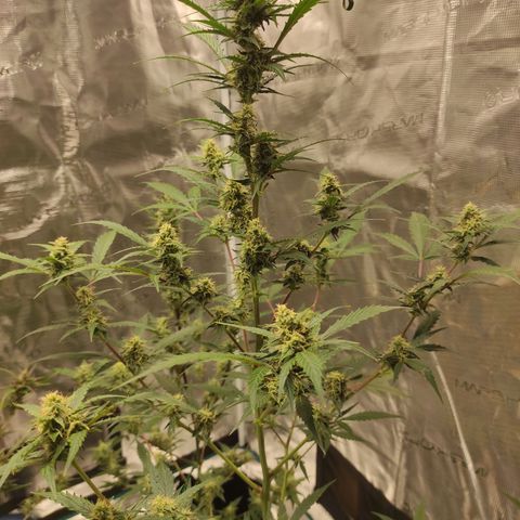 Purple Skunk auto growlog timeline photo