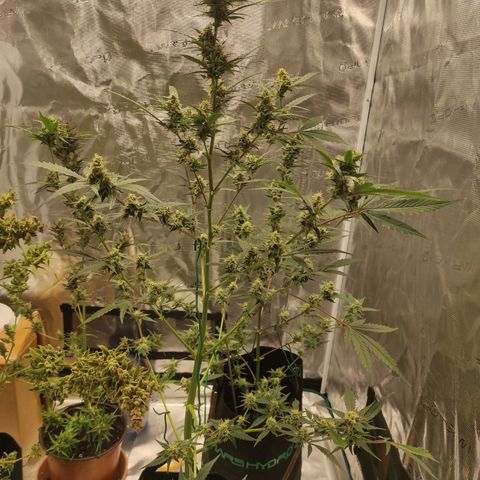 Purple Skunk auto growlog timeline photo