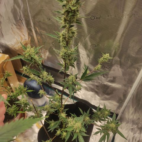 Stichy orange XXL growlog timeline photo