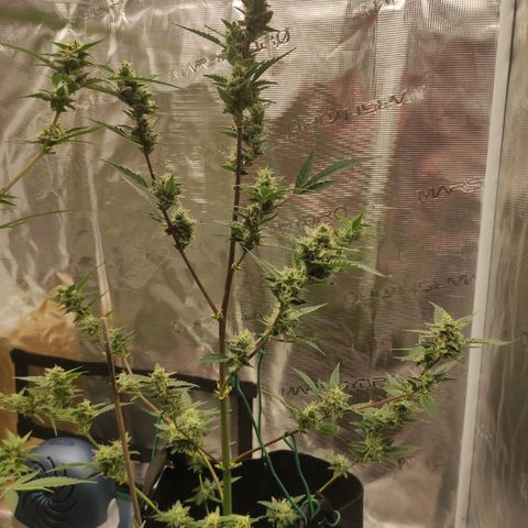 Stichy orange XXL growlog timeline photo