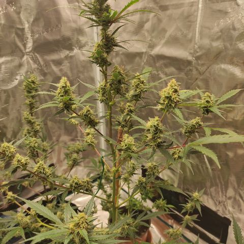 Purple Skunk auto growlog timeline photo