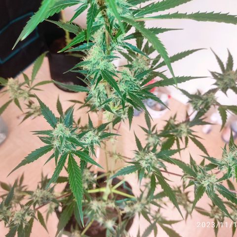 Purple Skunk auto growlog timeline photo