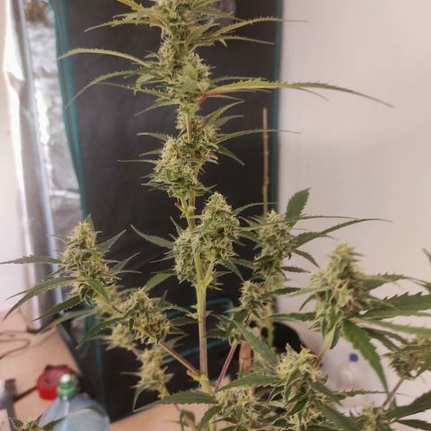 Purple Skunk auto growlog timeline photo
