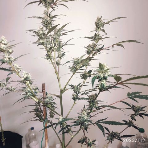Purple Skunk auto growlog timeline photo