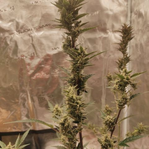 Stichy orange XXL growlog timeline photo