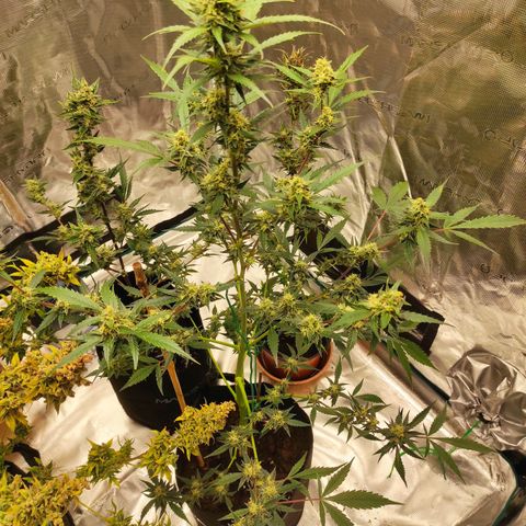 Purple Skunk auto growlog timeline photo