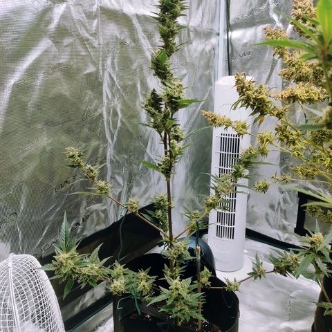 Stichy orange XXL growlog timeline photo