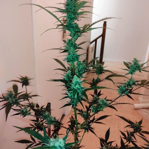 Purple Skunk auto growlog timeline photo