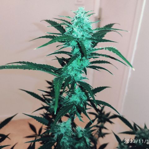 Purple Skunk auto growlog timeline photo