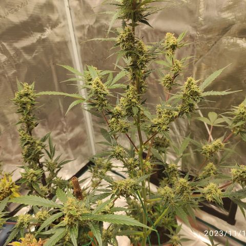 Purple Skunk auto growlog timeline photo