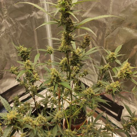 Purple Skunk auto growlog timeline photo