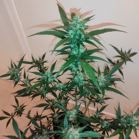 Purple Skunk auto growlog timeline photo
