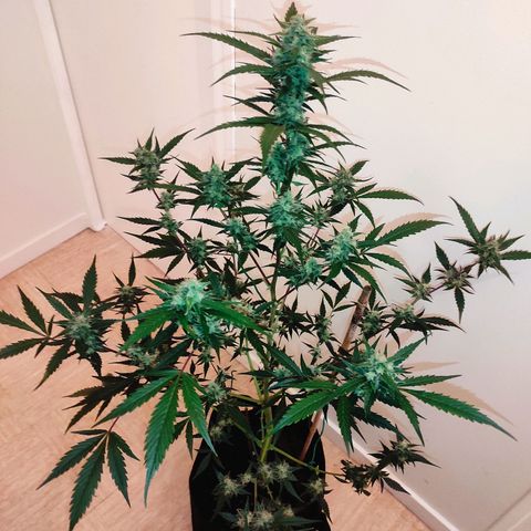 Purple Skunk auto growlog timeline photo