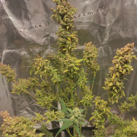 Banana Kush Cake Automatic growlog timeline photo