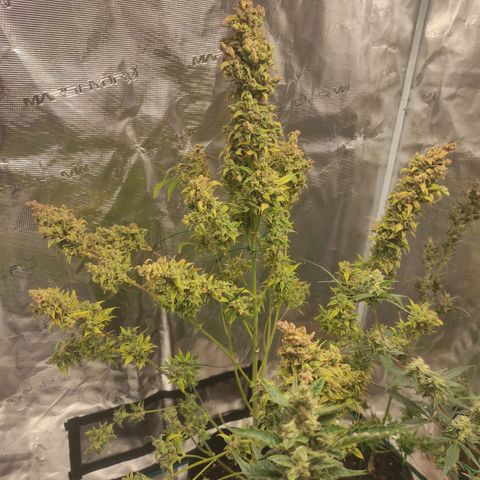 Banana Kush Cake Automatic growlog timeline photo