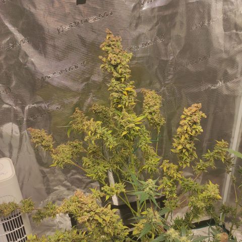 Banana Kush Cake Automatic growlog timeline photo