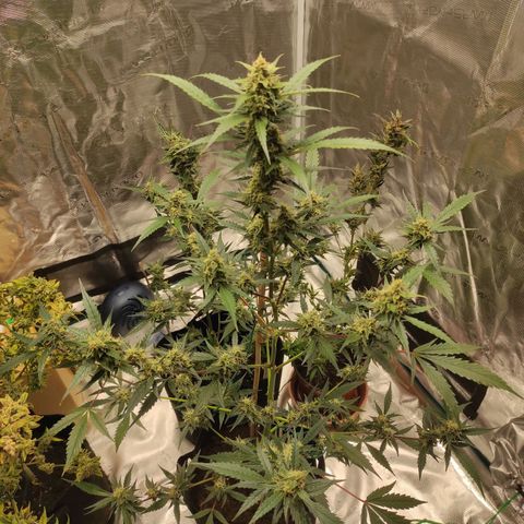 Purple Skunk auto growlog timeline photo